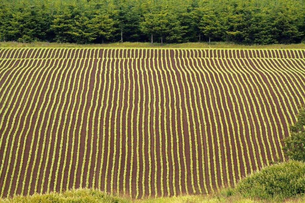 How We Grow, From Soil to Harvest