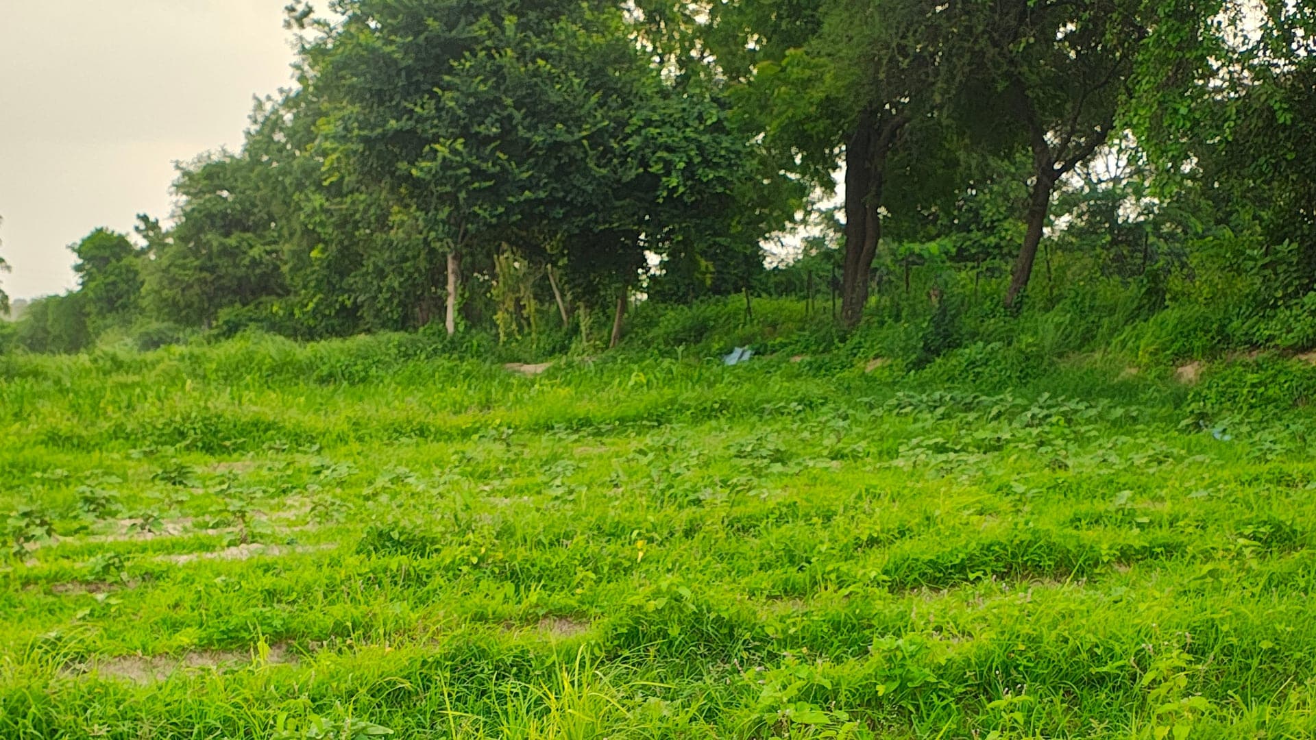 Green fields at the farm running back to the trees along the edge, in the evening light